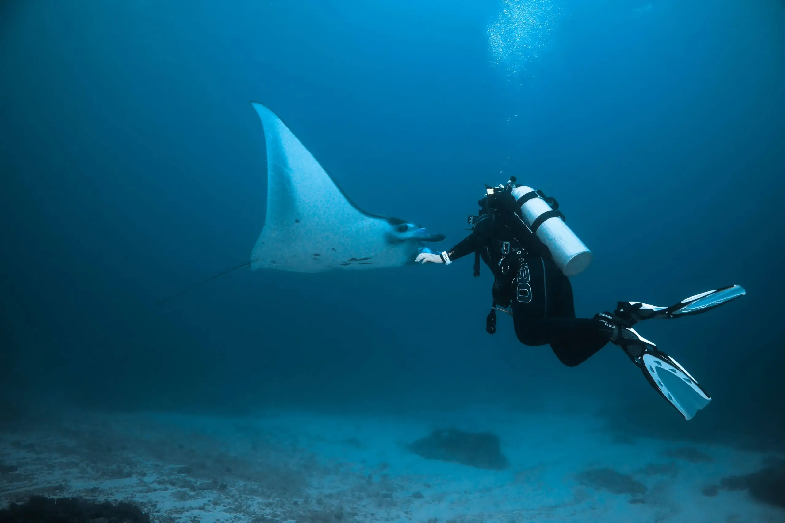 Diving Manta Ray.jpg